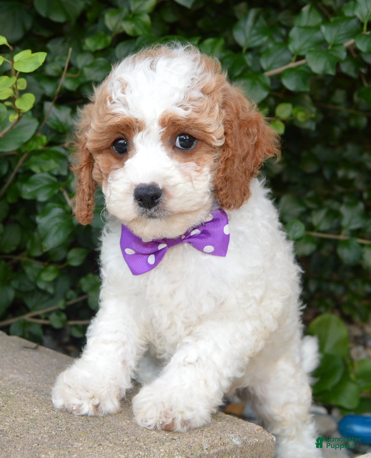 Cavapoo dogs Cora - Ad 2