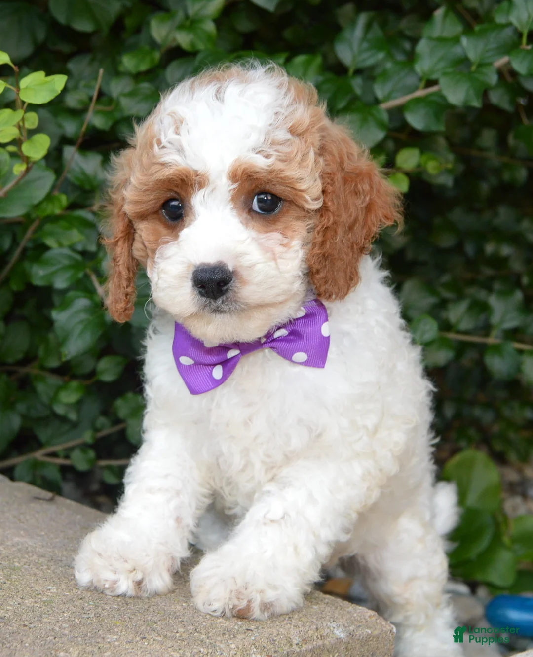 Cavapoo dogs for sale: Cora - Ad 2