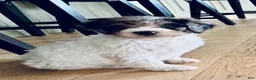 Bernedoodle dogs for sale: DINKY - Ad 6