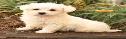 Maltese dogs for sale: Robin - Ad 3