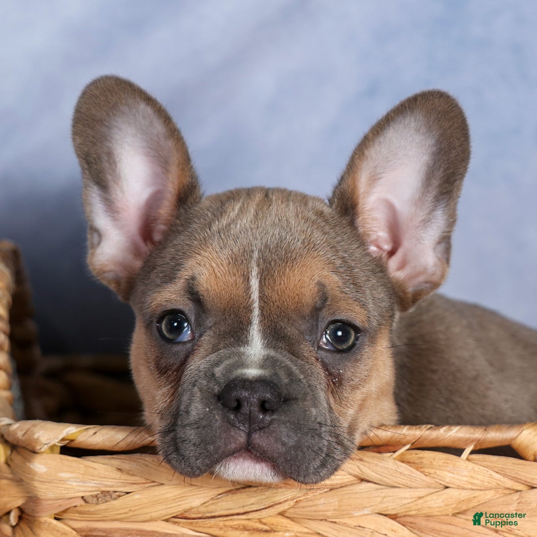 Frenchton dogs for sale: NEVA - Ad 22