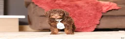 Miniature Poodle dogs for sale: Jax (AKC) - Ad 5