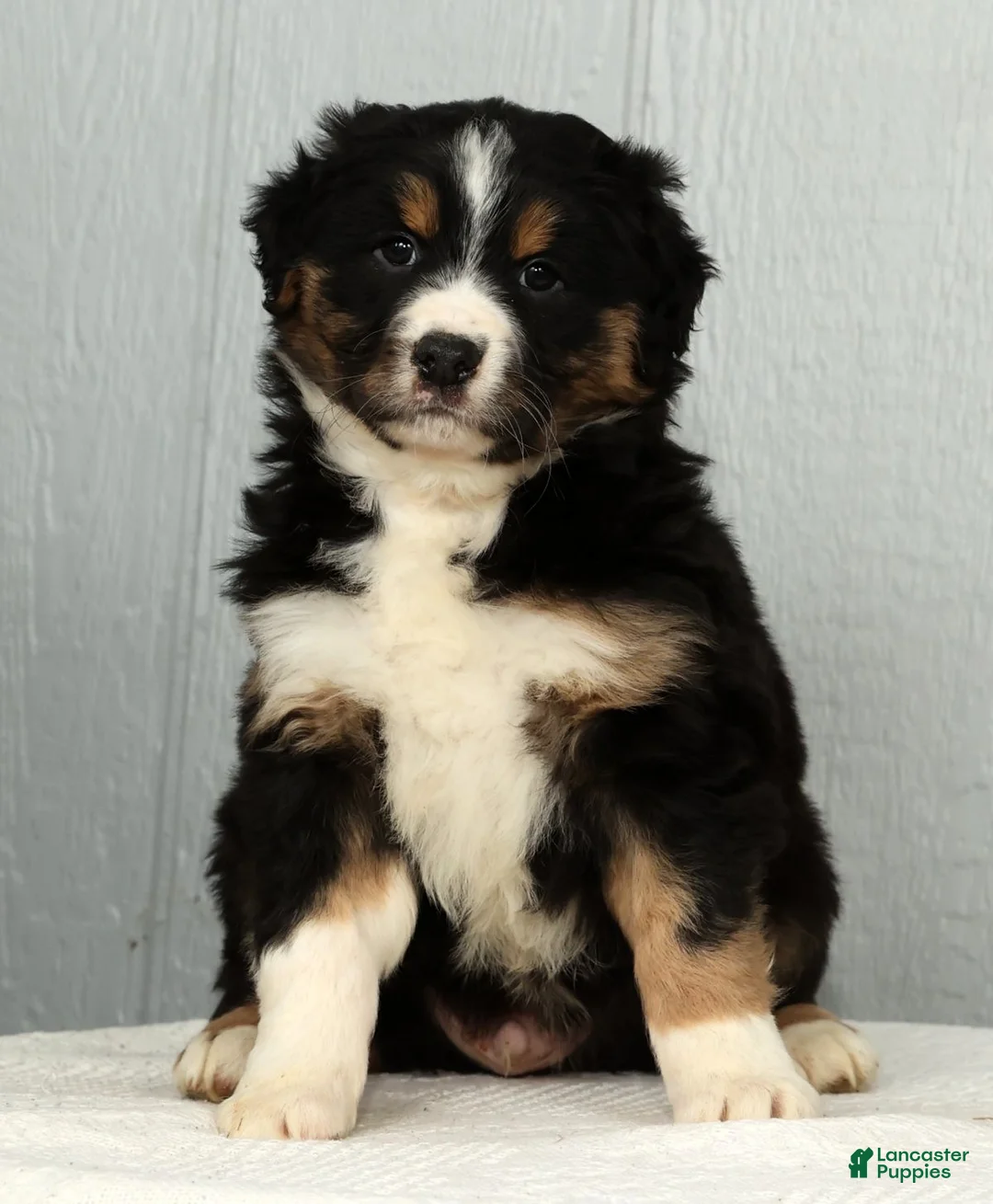 Australian Shepherd dogs for sale: Freddy - Ad 7