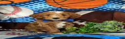 Mini Goldendoodle dogs for sale: Blaze Hypoallergenic - Ad 5