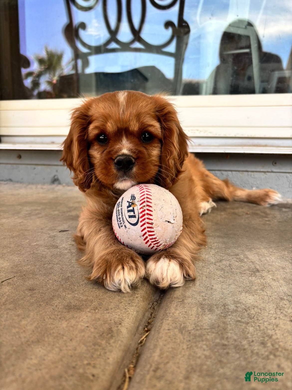 Cavalier King Charles Spaniel dogs Cavalier King Charles Spaniel Puppy 1 - Ad 5