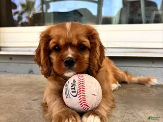 Cavalier King Charles Spaniel dogs Cavalier King Charles Spaniel Puppy 1 - Ad 5