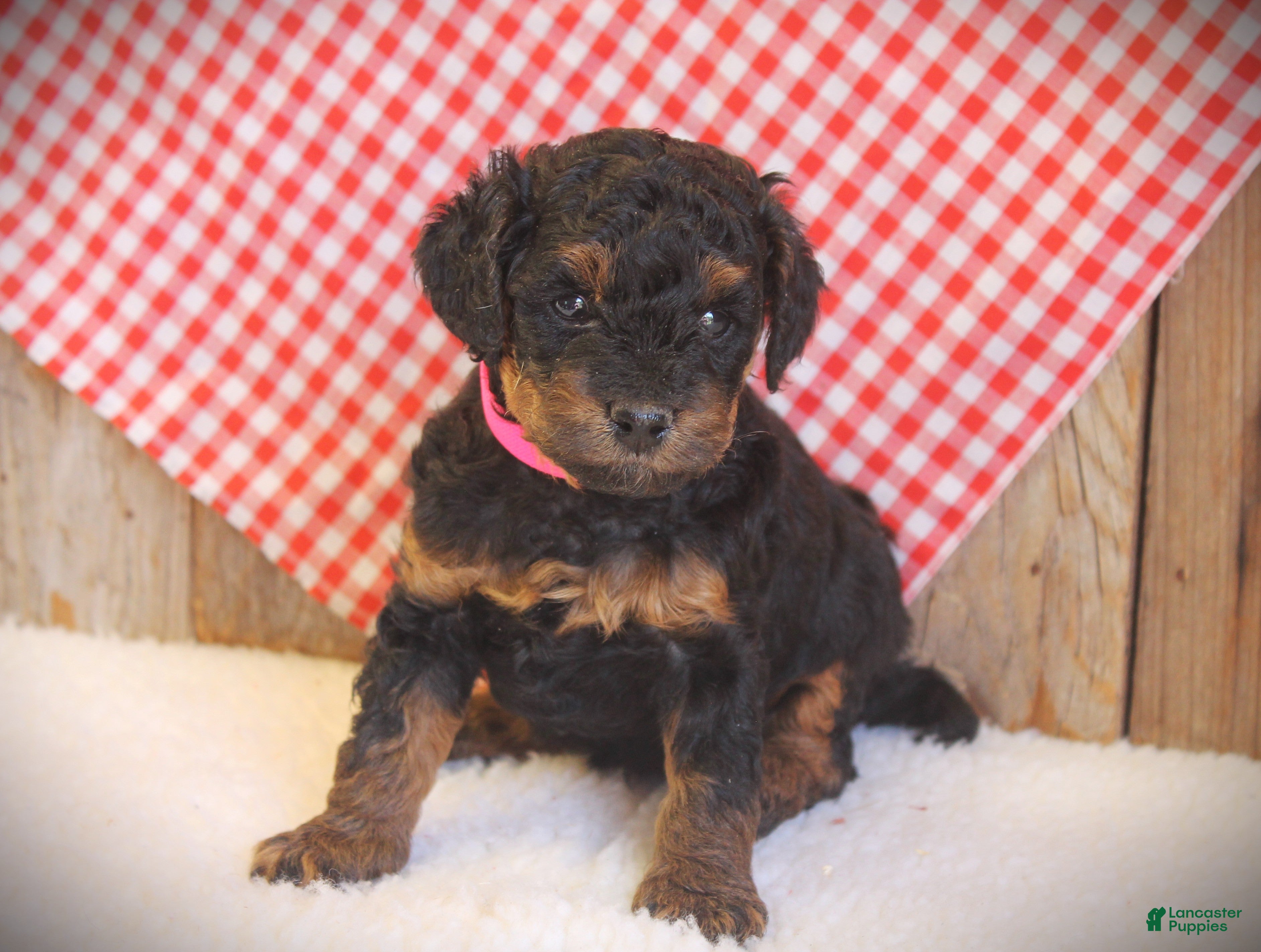 Cavapoo dogs for sale: Alice - Ad 1