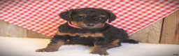 Cavapoo dogs for sale: Alice - Ad 1