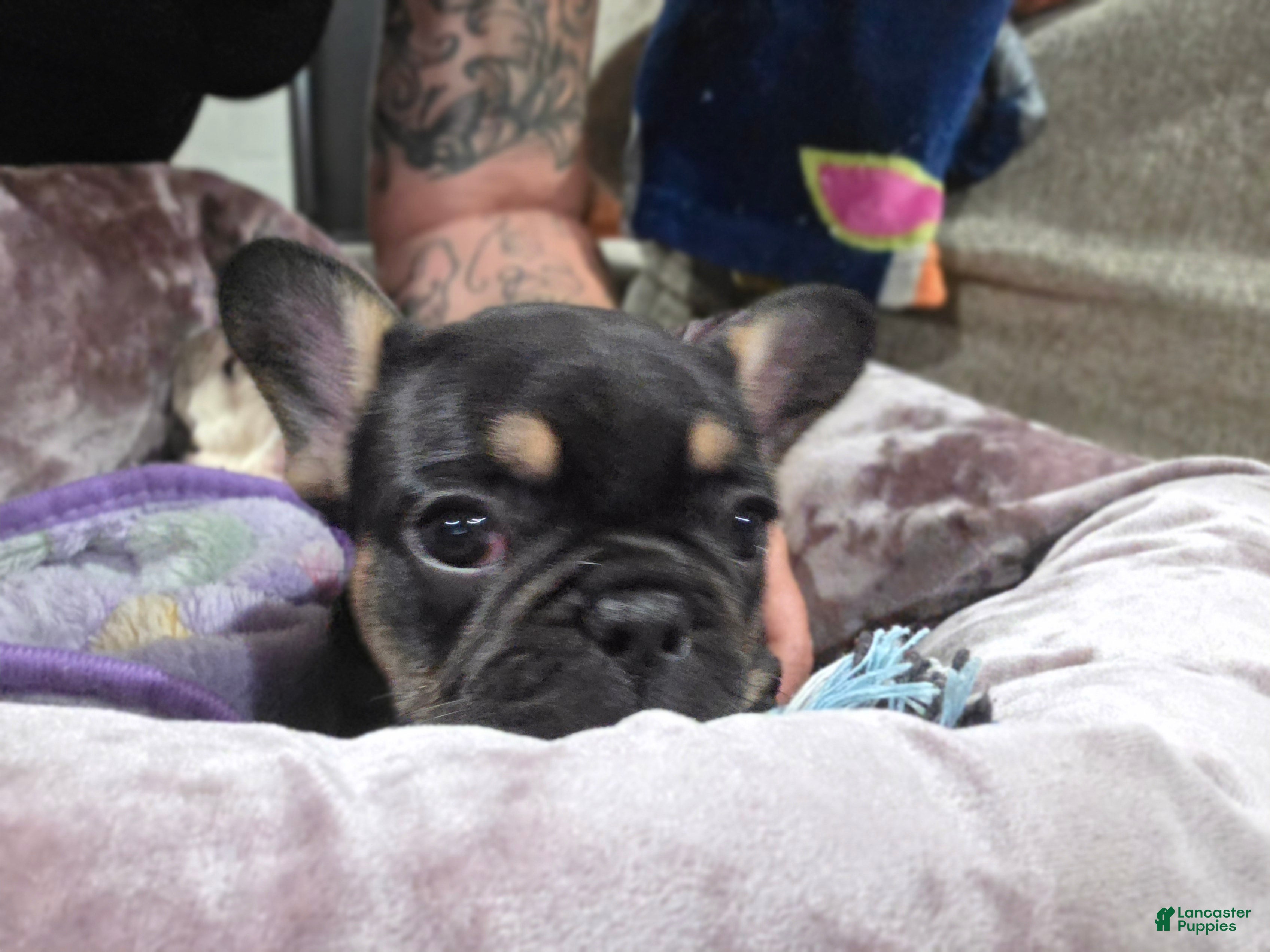 French Bulldog dogs Padme Amidala  - Ad 1