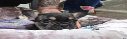 French Bulldog dogs for sale: Padme Amidala  - Ad 1