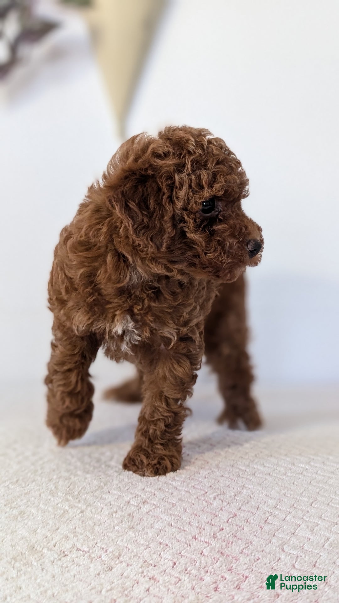 Toy Poodle dogs for sale: Chloe - Ad 2