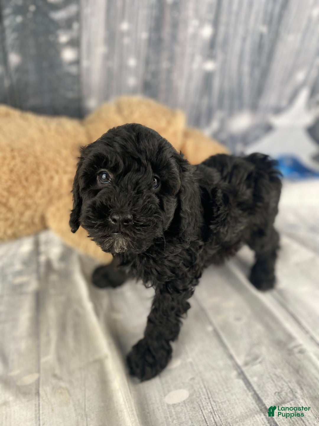 Cavapoo dogs for sale: Rusty - Ad 4