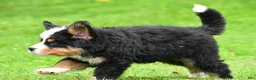 Bernese Mountain Dog dogs for sale: Nellie - Ad 5