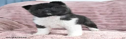 Akita dogs for sale: Bella Mia - Ad 3
