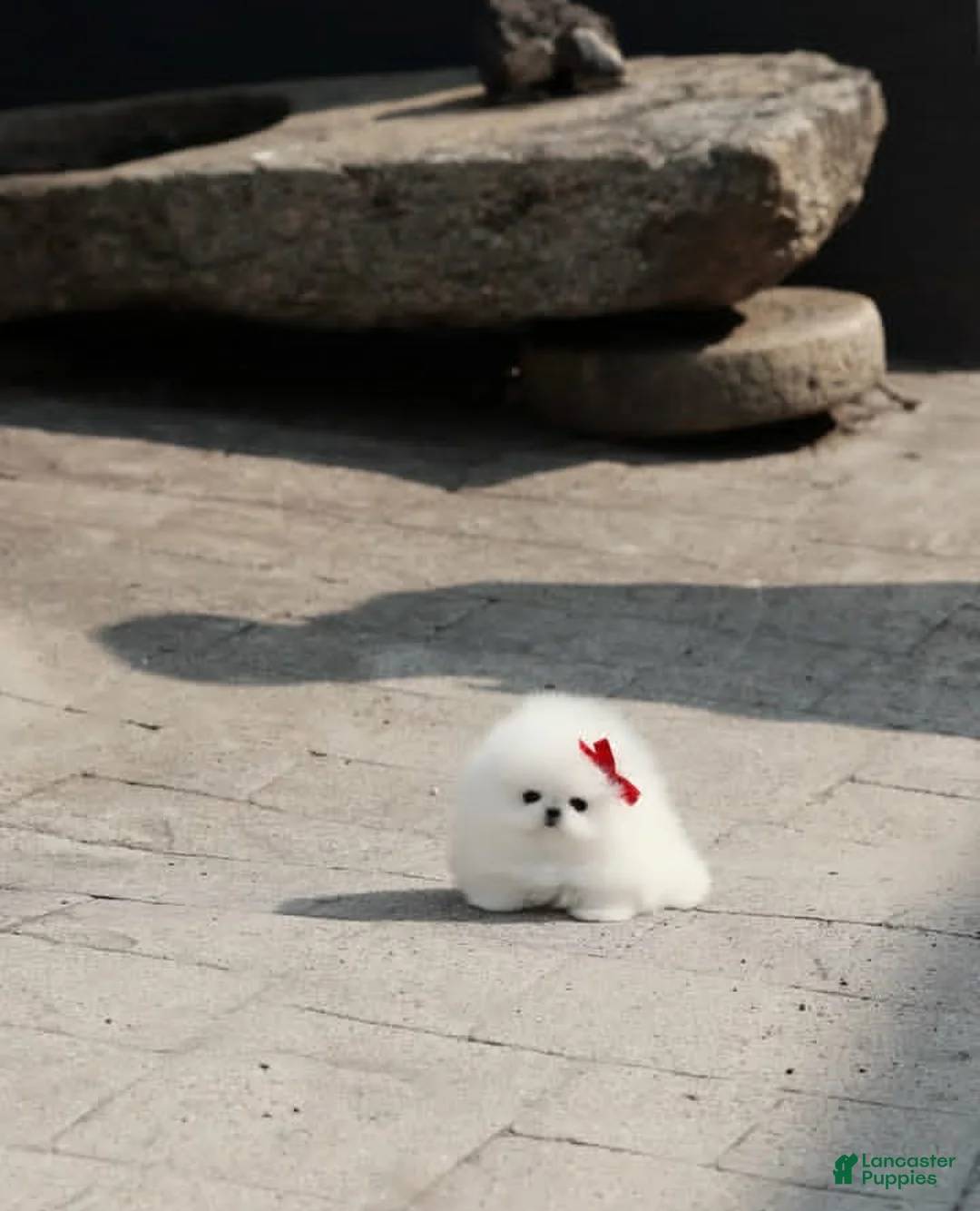 Pomeranian dogs for sale: Pomeranian Puppy 1 - Ad 2