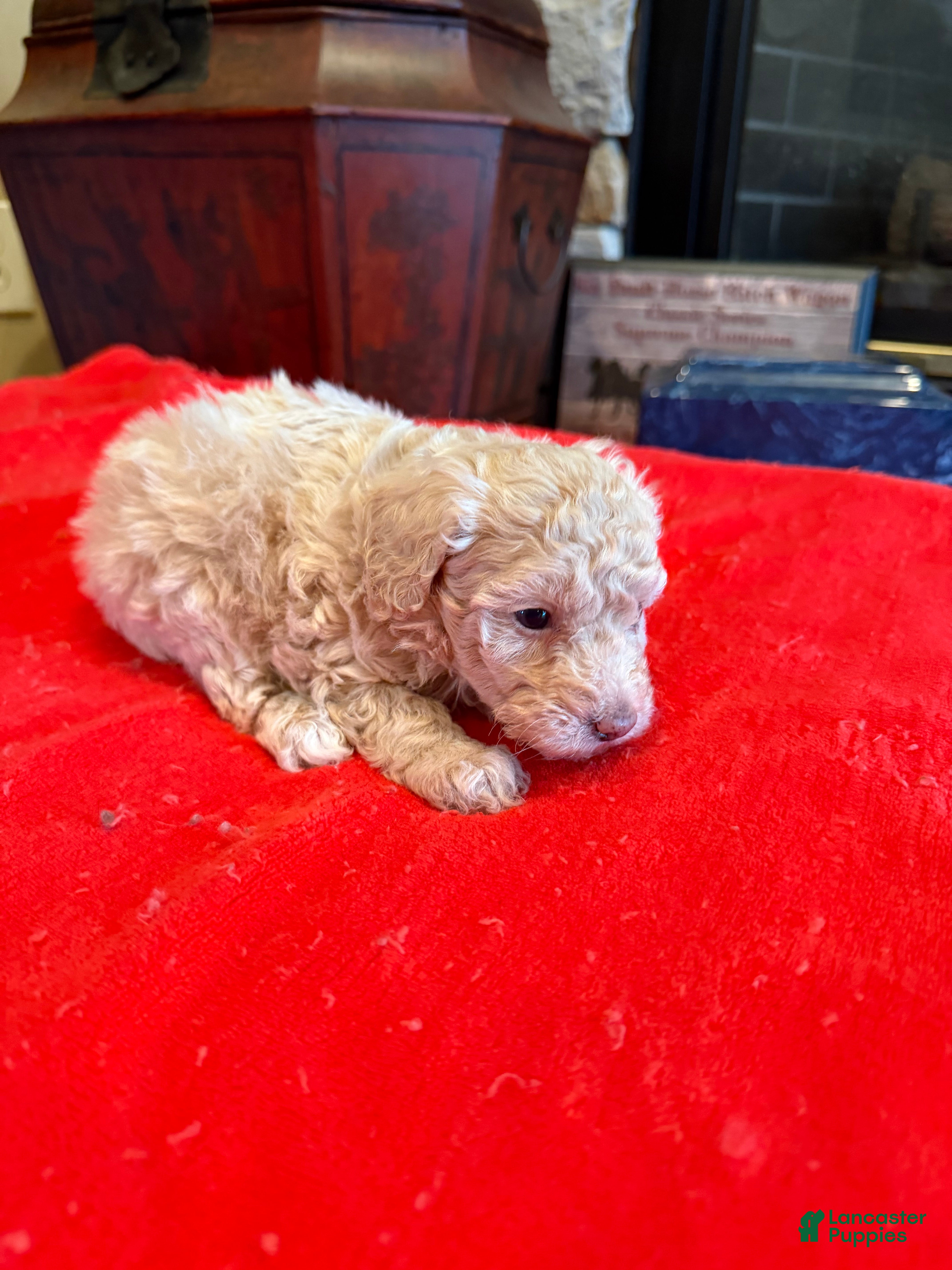 Miniature Poodle dogs Mia - Ad 2