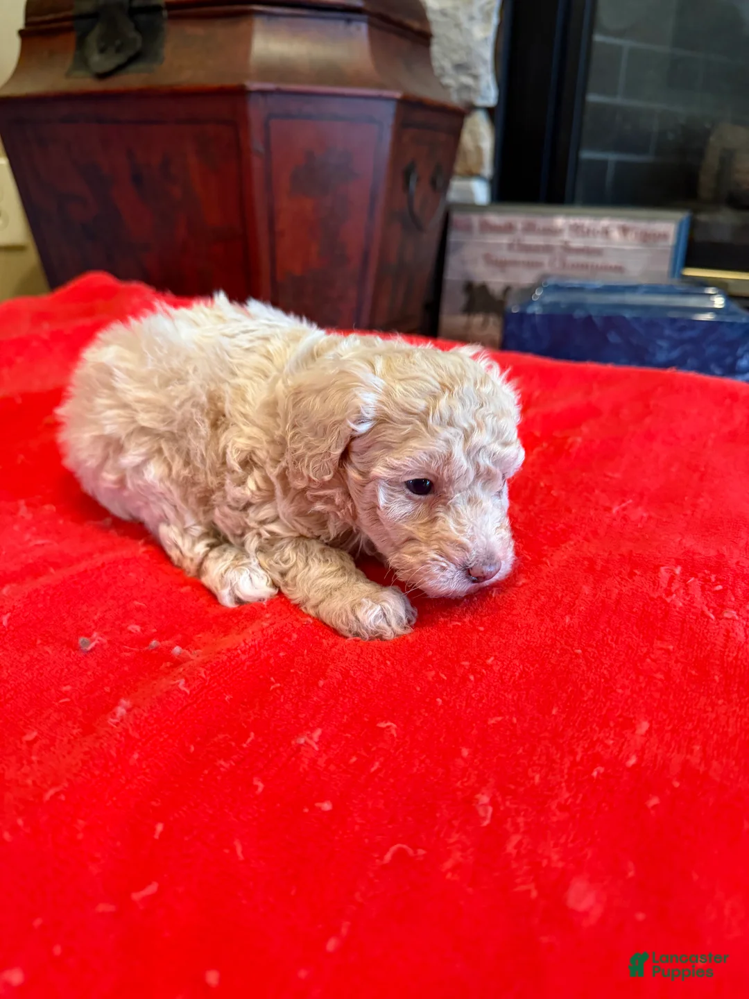 Miniature Poodle dogs for sale: Mia - Ad 2