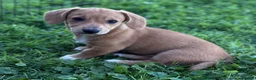 Mixed Breed dogs for sale: Classic Dorgi Female - Corgi & Dachshund Mix - Ad 15