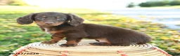 Miniature Dachshund dogs for sale: Cider - Ad 3
