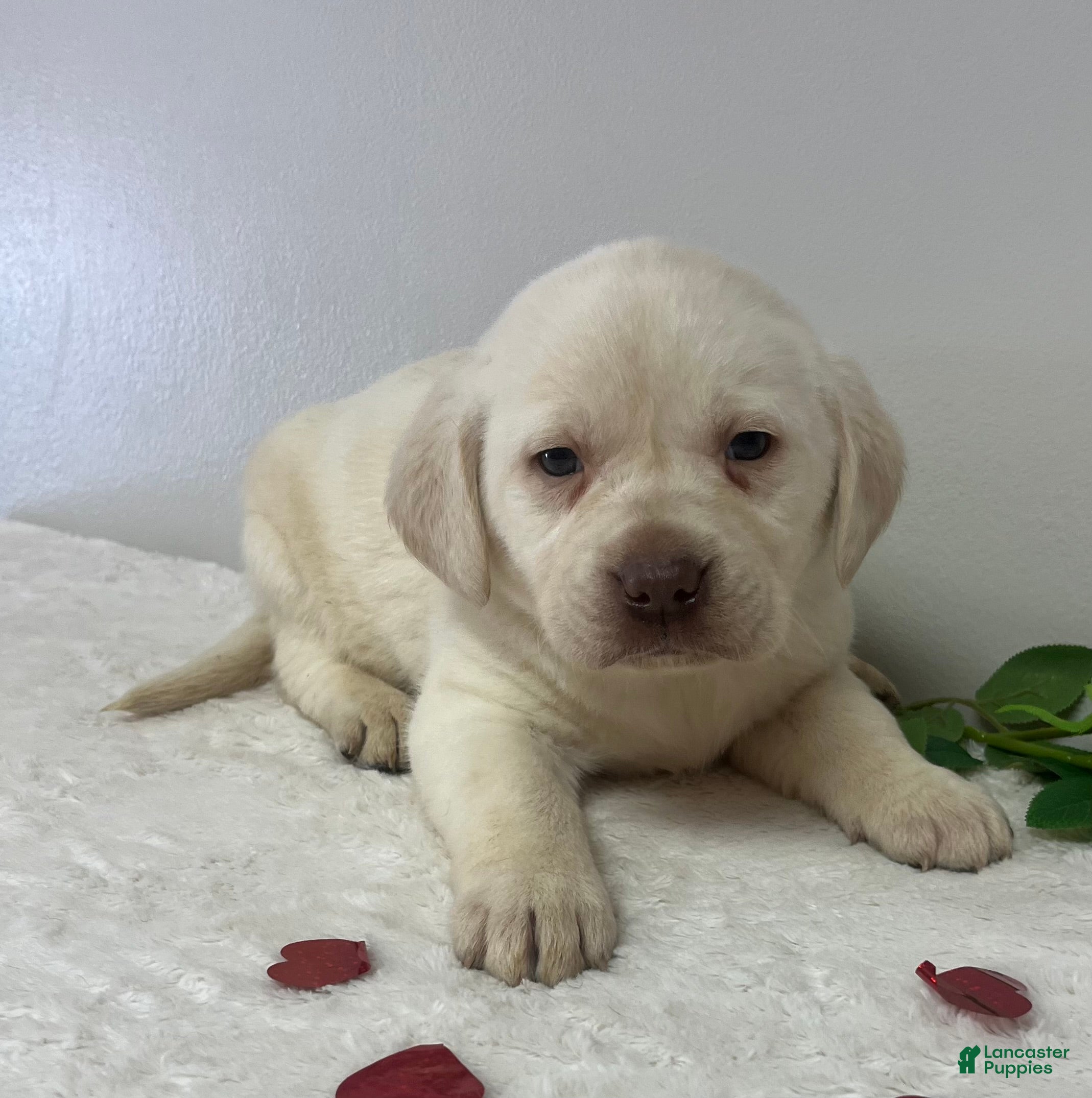 Labrador Retriever dogs Honey  - Ad 17