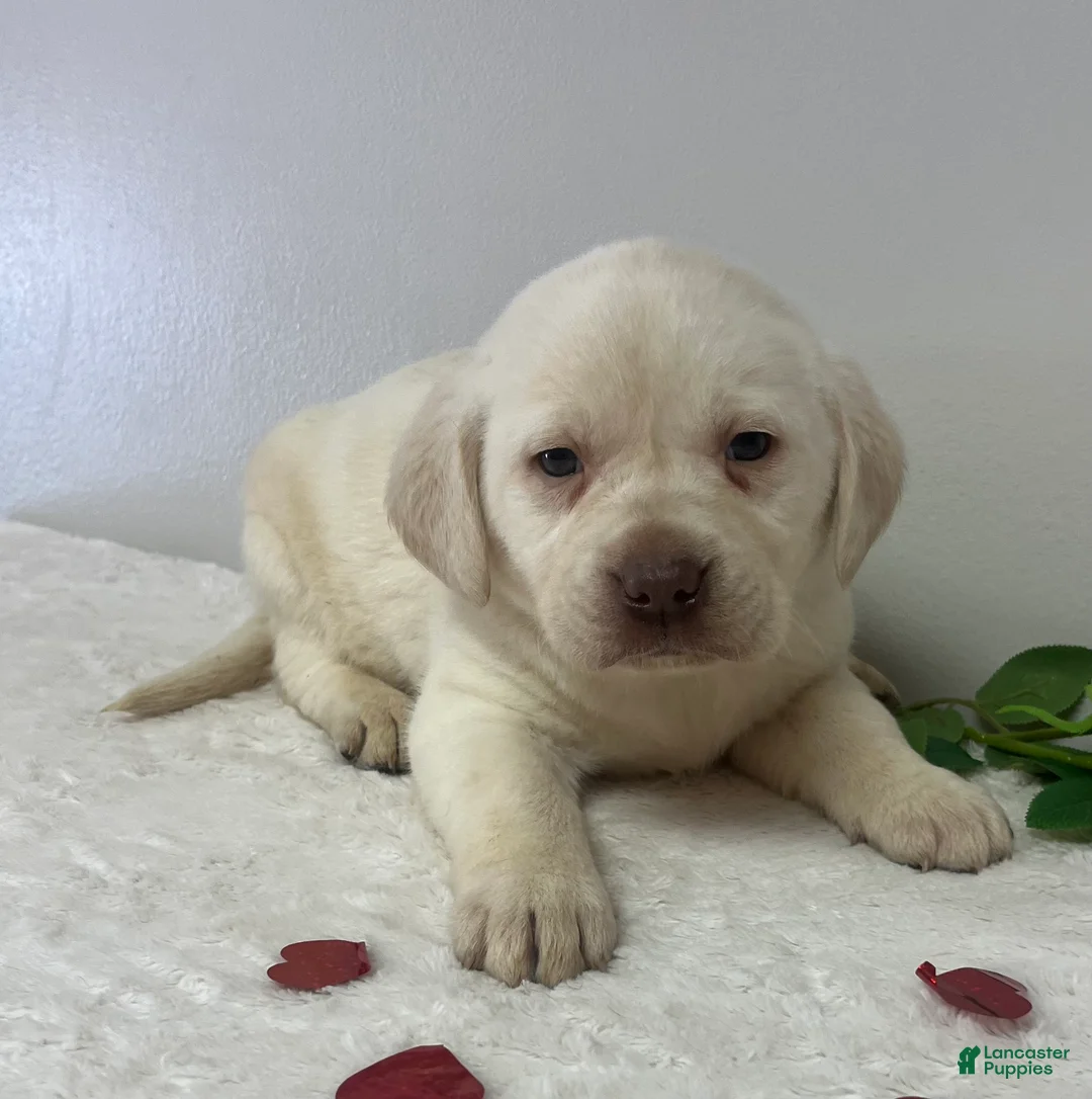Labrador Retriever dogs for sale: Honey  - Ad 1