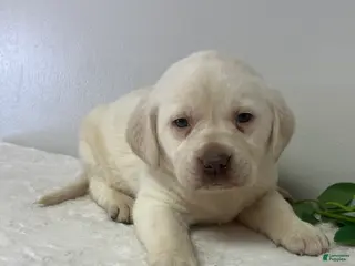 Labrador Retriever dogs Honey - Ad 17