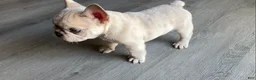 French Bulldog dogs for sale: Ghost - Ad 7