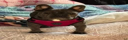 French Bulldog dogs for sale: French Bulldog Fawn - Ad 4