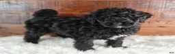 Bernedoodle dogs for sale: Cinder - Ad 2