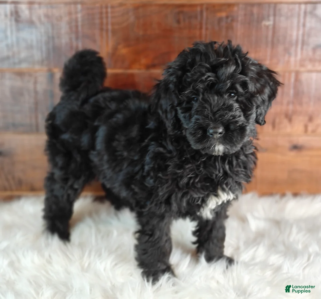 Bernedoodle dogs for sale: Cinder - Ad 2