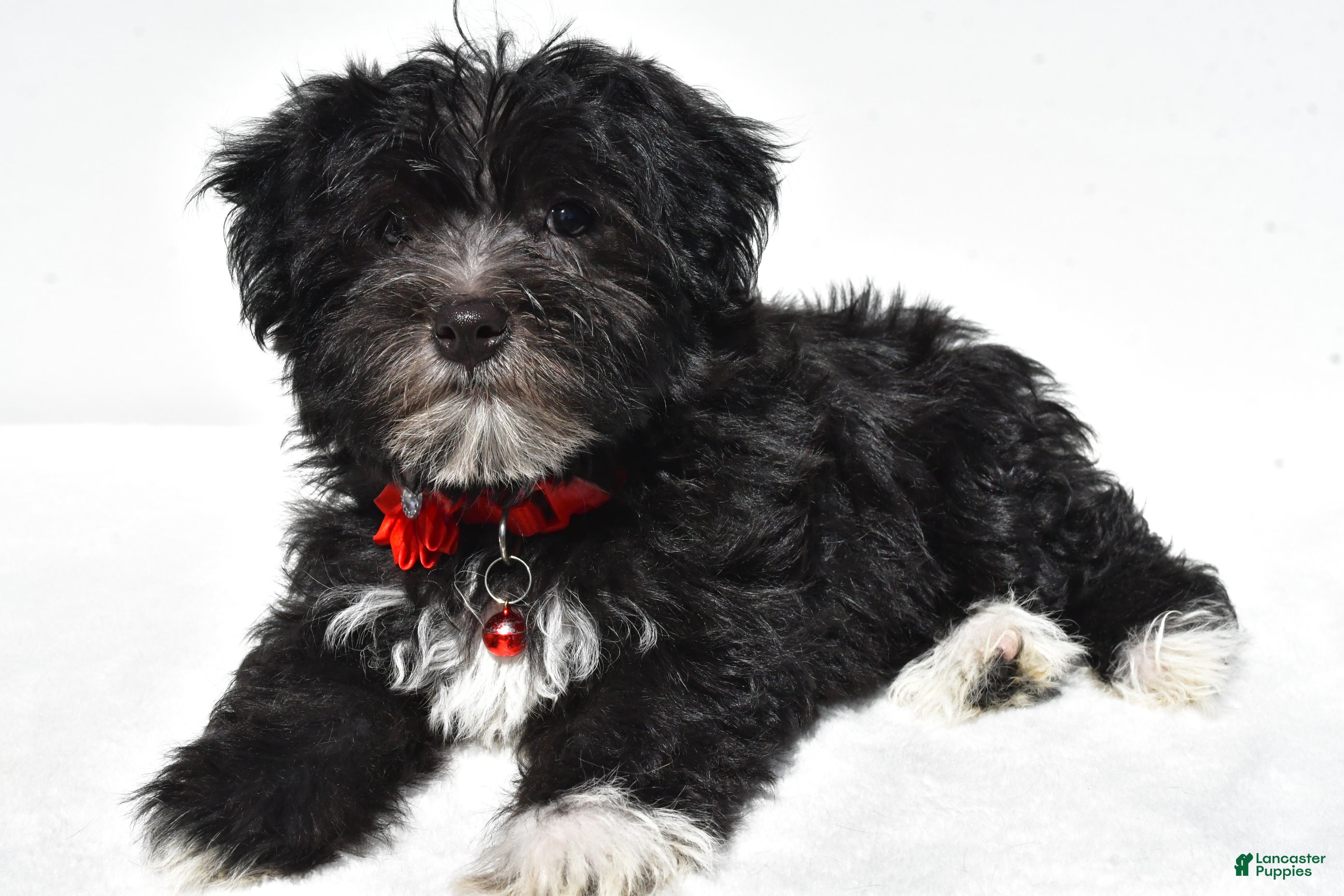 Morkie dogs Suzi - Ad 22