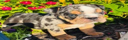 English Bulldog dogs for sale: Danny - 73737 - Ad 1