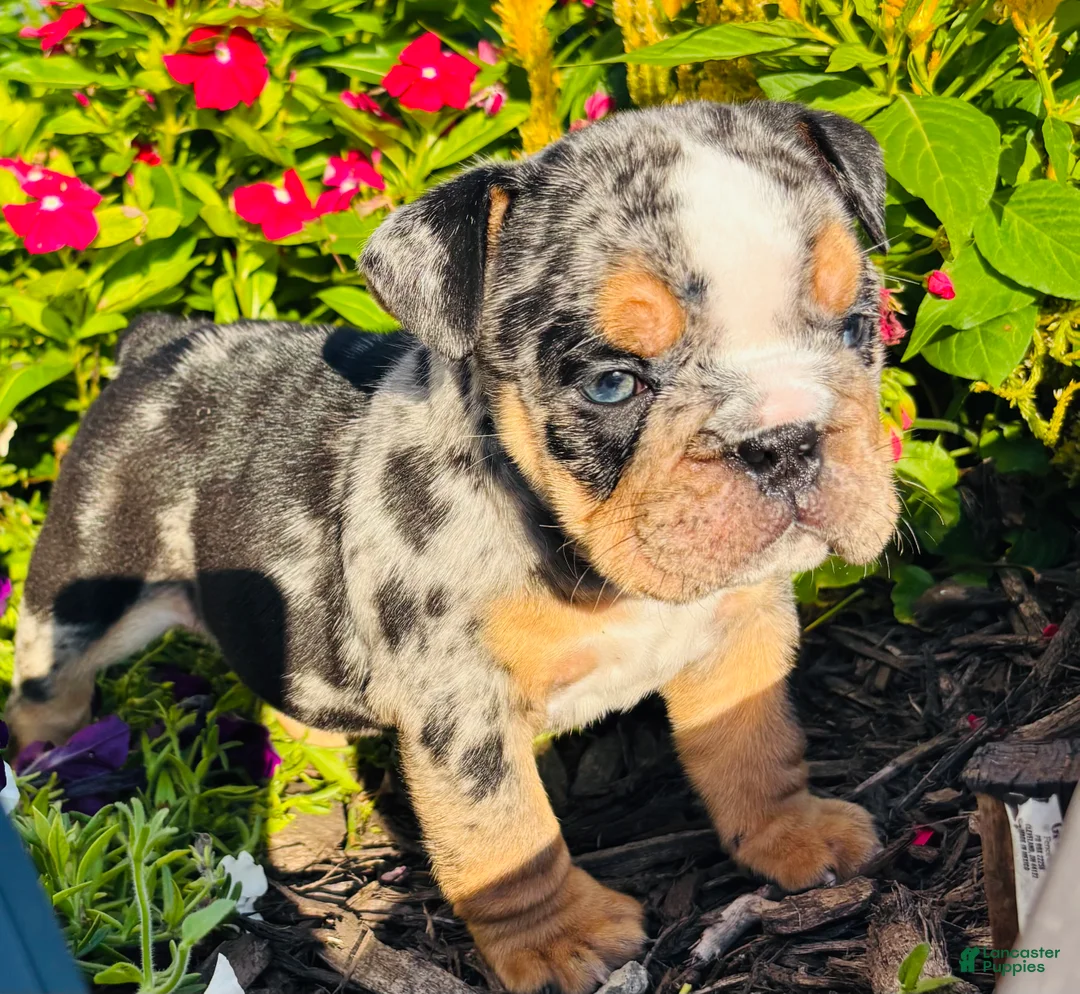 English Bulldog dogs for sale: Danny - 73737 - Ad 1