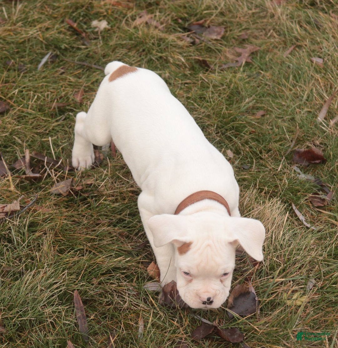 Boxer dogs for sale: Trey - Ad 3