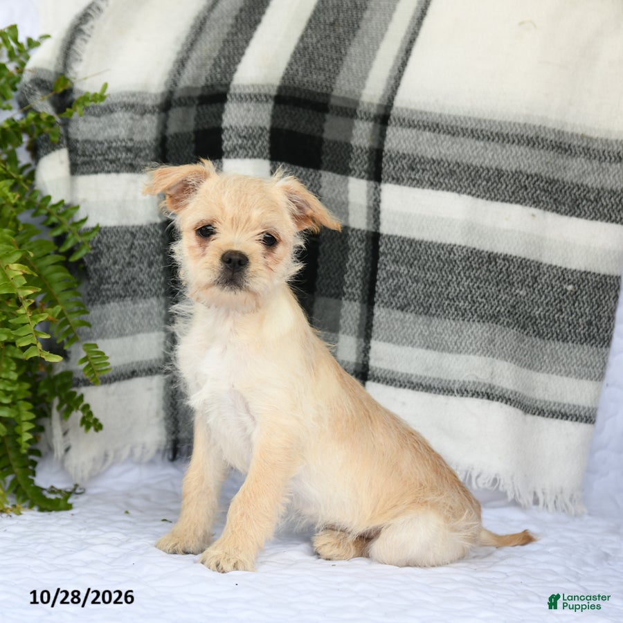 Mixed Breed dogs for sale: Tori - Ad 1
