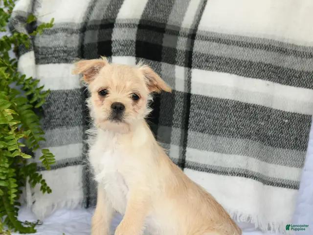 Mixed Breed dogs for sale: Tori - Ad 1