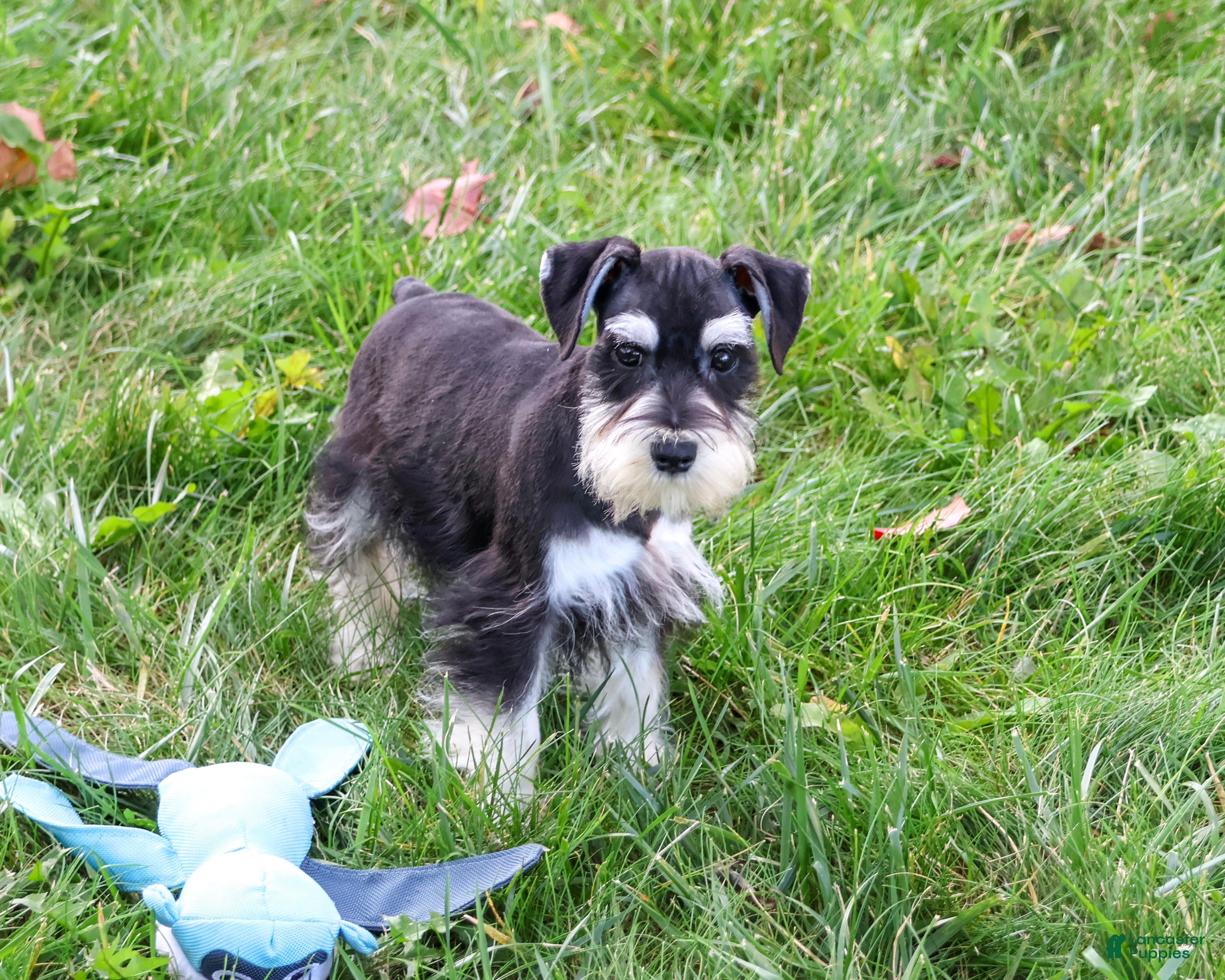 Miniature Schnauzer dogs for sale: Jacob - Ad 2