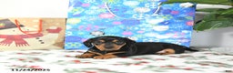 Miniature Dachshund dogs for sale: Lucky - Ad 3