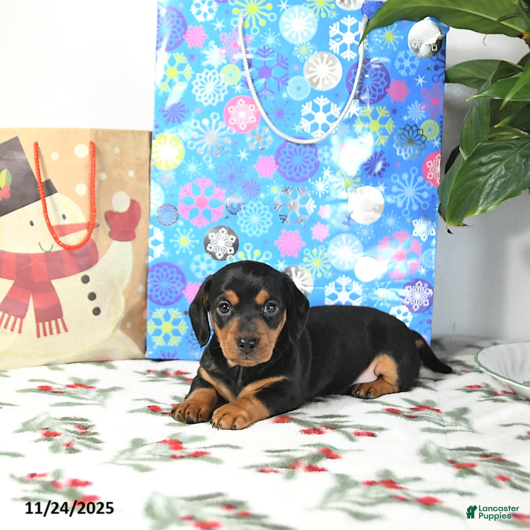 Miniature Dachshund dogs for sale: Lucky - Ad 3