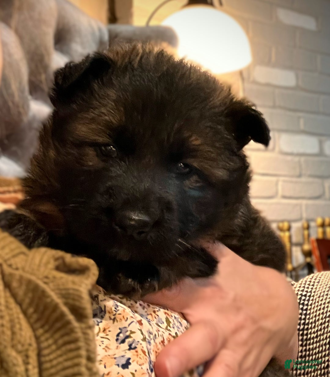 German Shepherd dogs for sale: ♥️SWEET SABLE ♥️ - Ad 42