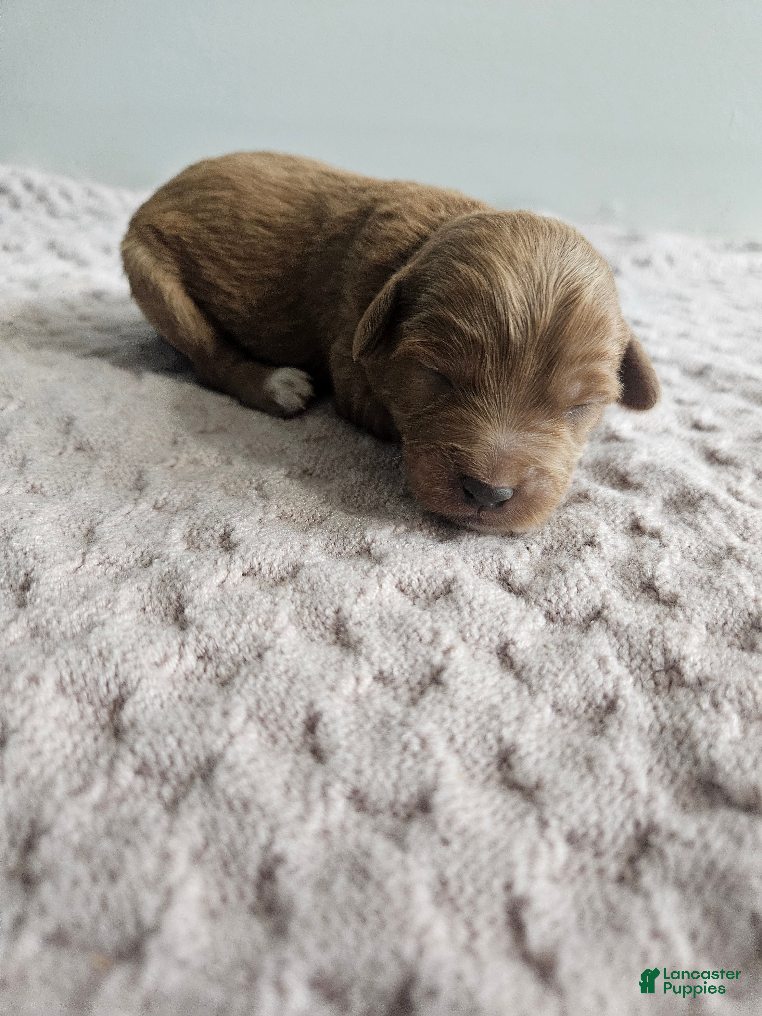 Cavapoo dogs Candy - Ad 26