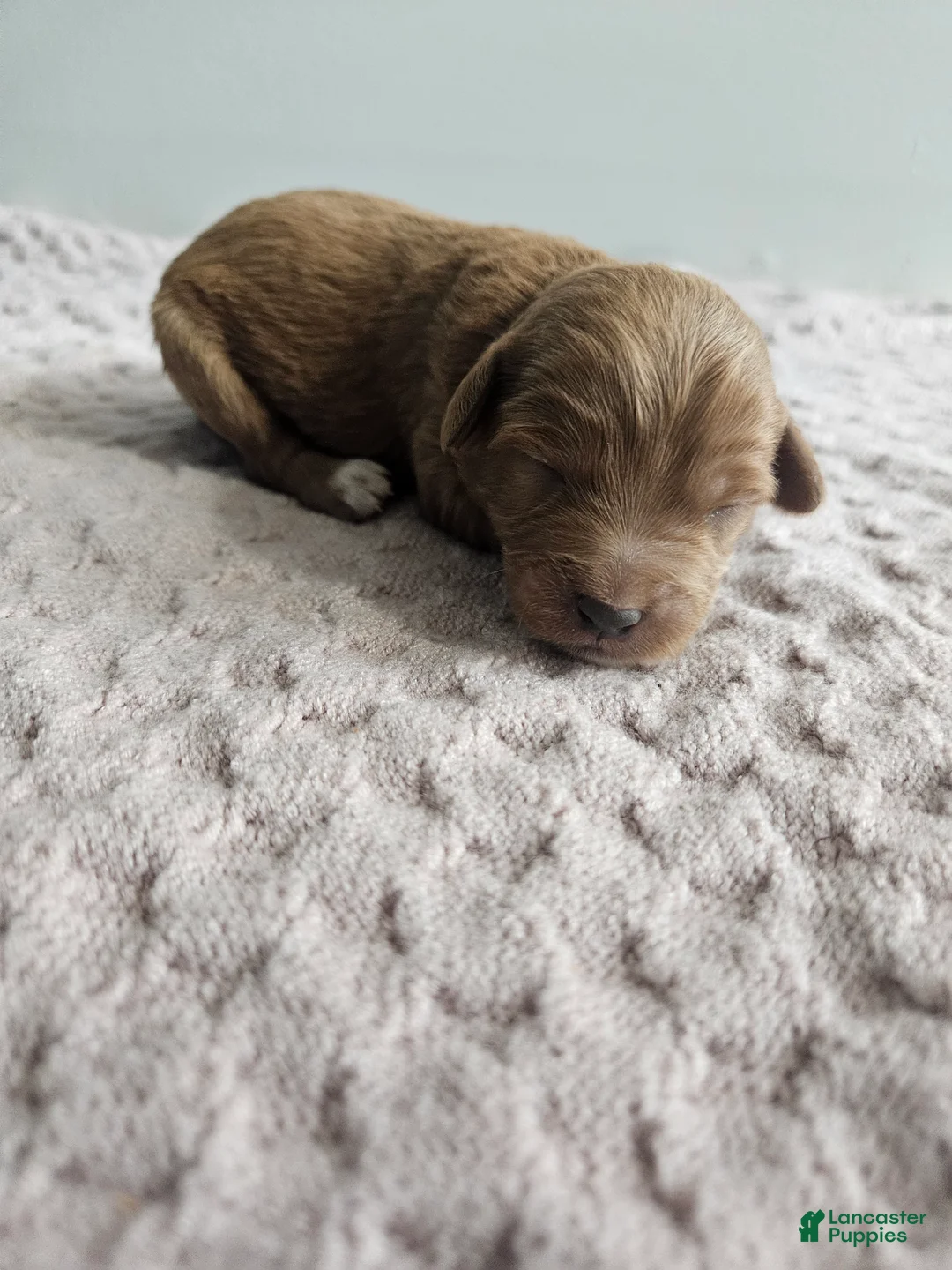 Cavapoo dogs for sale: Candy - Ad 1