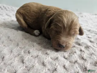 Cavapoo dogs Candy - Ad 36