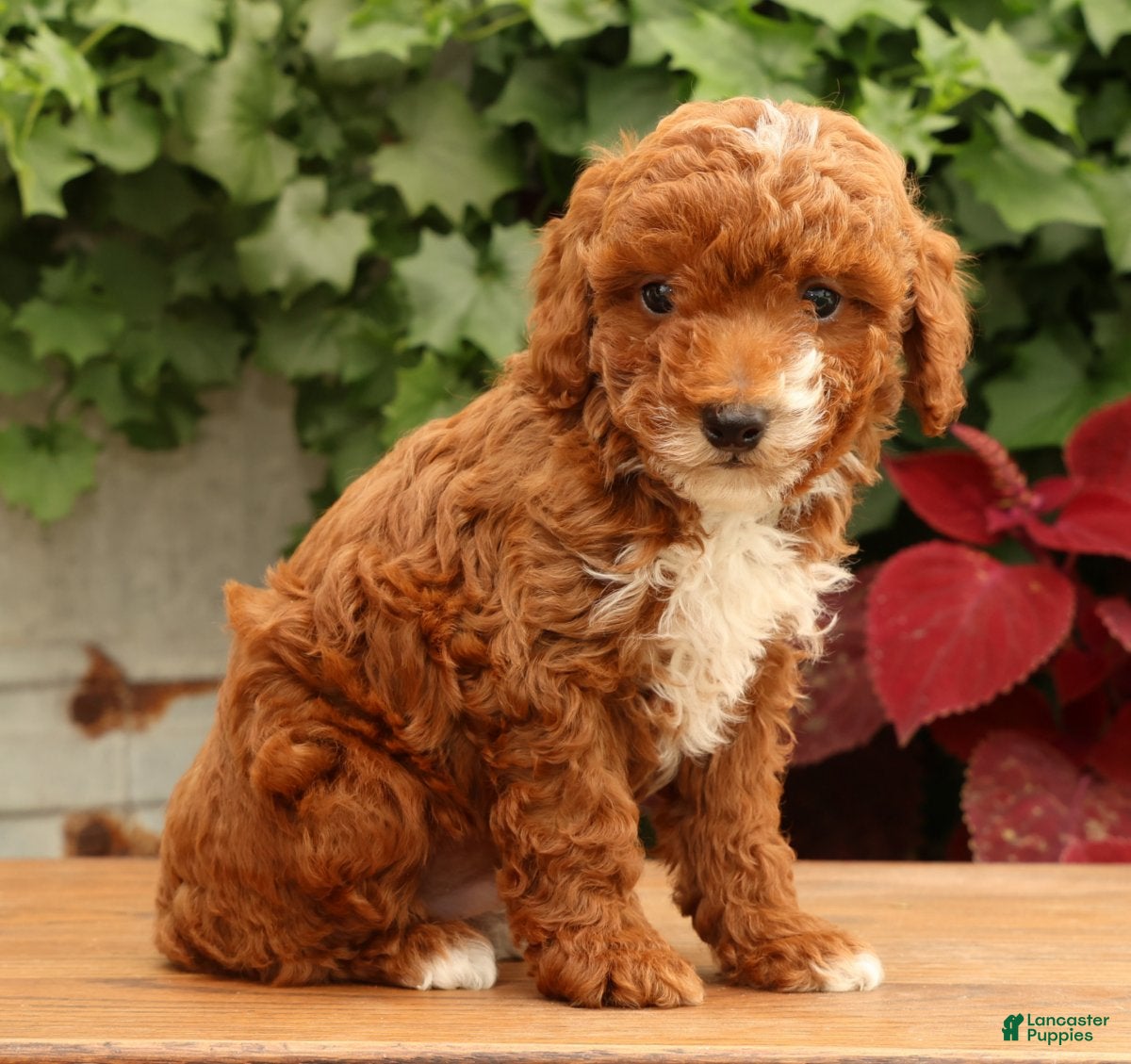 Miniature Poodle dogs Sawyer - Ad 2