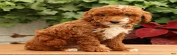 Miniature Poodle dogs for sale: Sawyer - Ad 2