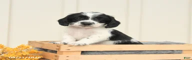 Felix