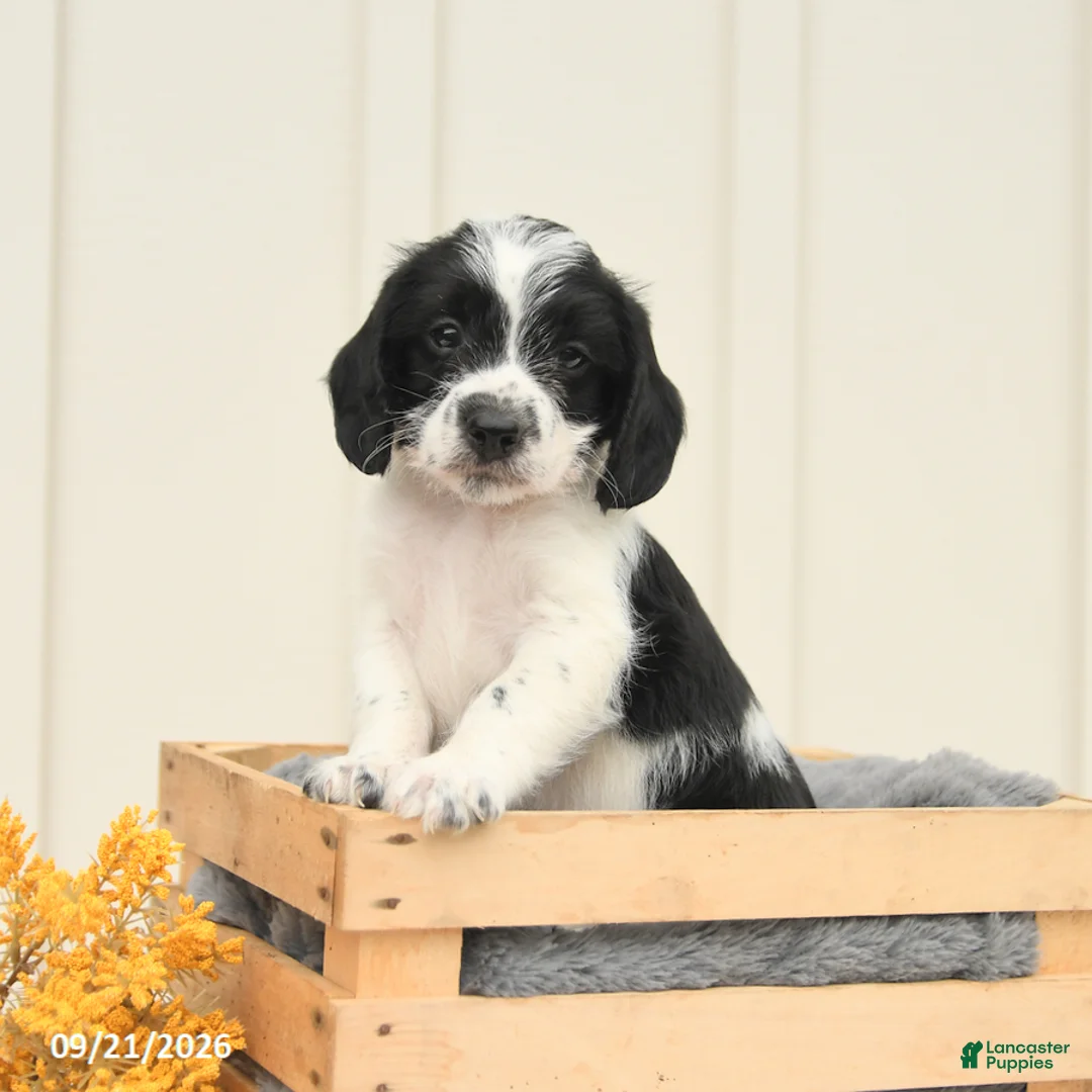 Mixed Breed dogs for sale: Felix - Ad 1