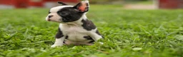 Frenchton dogs for sale: BONNIE - Ad 10