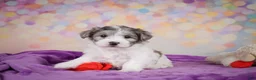 Maltipoo dogs for sale: Woody - Ad 11