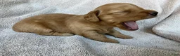 Miniature Dachshund dogs for sale: DAWWG POUND’S POCKET-SIZED QB - Ad 6